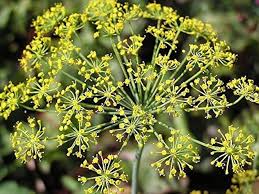 Attēlu rezultāti vaicājumam “Anethum graveolens”