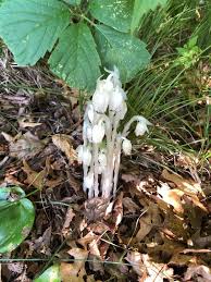 Attēlu rezultāti vaicājumam “Plantago uniflora flower”