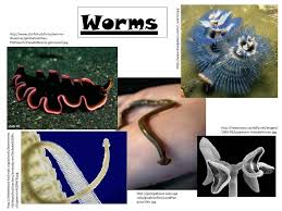 Attēlu rezultāti vaicājumam “Plathelminthes”