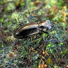 Attēlu rezultāti vaicājumam “Notiophilus germinyi”