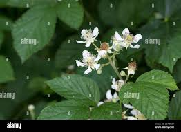 Image result for Rubus sectio