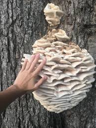 Attēlu rezultāti vaicājumam “Climacodon septentrionalis”