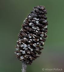 Attēlu rezultāti vaicājumam “Mollisia amenticola”