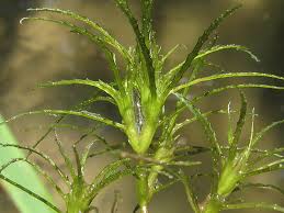 Attēlu rezultāti vaicājumam “Najas minor”