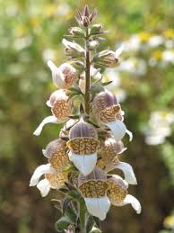 Image result for Digitalis lanata
