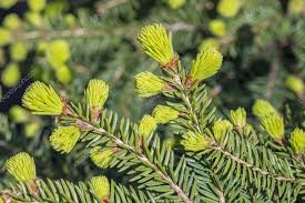 Attēlu rezultāti vaicājumam “Picea abies leaf”