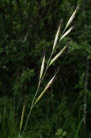 Attēlu rezultāti vaicājumam “Helictotrichon pratense”