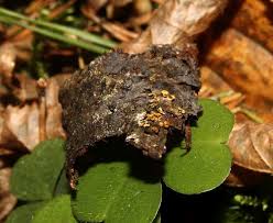 Attēlu rezultāti vaicājumam “Badhamia nitens”