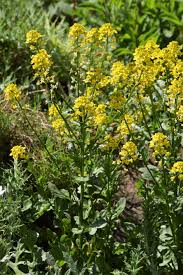 Attēlu rezultāti vaicājumam “Barbarea vulgaris subsp. arcuata flower”