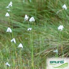 Attēlu rezultāti vaicājumam “Eriophorum latifolium leaf”