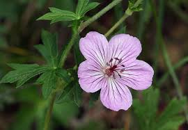 Image result for Geranium `Purple Haze`