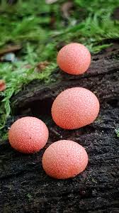 Attēlu rezultāti vaicājumam “Lycogala epidendrum s.str.”