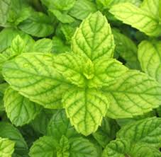 Attēlu rezultāti vaicājumam “Melissa officinalis leaf”