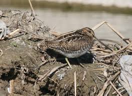 Image result for Gallinago delicata