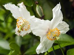 Image result for Meconopsis betonicifolia alba