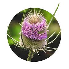 Image result for Dipsacus silvestris