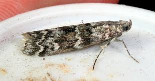 Attēlu rezultāti vaicājumam “Dioryctria abietella”