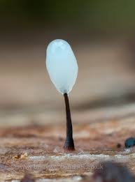 Attēlu rezultāti vaicājumam “Comatricha alta young”