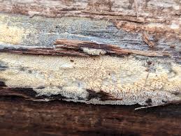 Attēlu rezultāti vaicājumam “Didymium nigripes young”