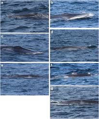 Image result for Balaenoptera omurai