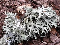 Attēlu rezultāti vaicājumam “Ramalina farinacea”