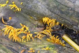 Attēlu rezultāti vaicājumam “Calocera cornea”