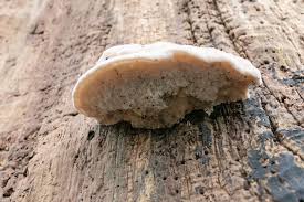 Attēlu rezultāti vaicājumam “Postia tephroleucus”