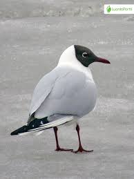 Attēlu rezultāti vaicājumam “Larus ridibundus eggs”