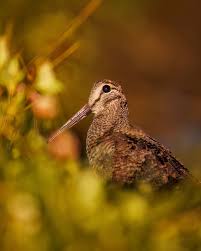 Attēlu rezultāti vaicājumam “Scolopax rusticola”