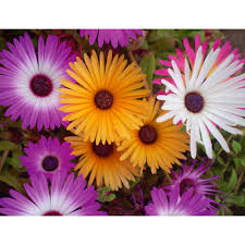 Image result for Mesembryanthemum criniflorum