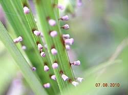 Attēlu rezultāti vaicājumam “Craterium aureonucleatum spores”