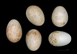 Attēlu rezultāti vaicājumam “Erithacus rubecula eggs”