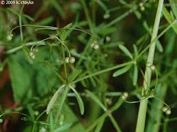 Attēlu rezultāti vaicājumam “Galium trifidum”