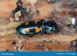 Attēlu rezultāti vaicājumam “Glischrochilus quadripunctatus”