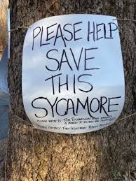 Image result for Sycamore Ttc