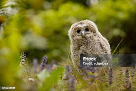 Attēlu rezultāti vaicājumam “Strix aluco juvenile”