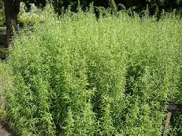 Image result for Artemisia dracunculus