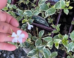 Attēlu rezultāti vaicājumam “Herniaria glabra flower”