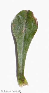 Attēlu rezultāti vaicājumam “Antennaria dioica leaf”