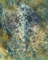 Image result for Raja undulata