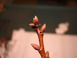 Attēlu rezultāti vaicājumam “Quercus robur bud”