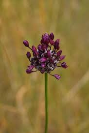 Attēlu rezultāti vaicājumam “Allium scorodoprasum fruit”