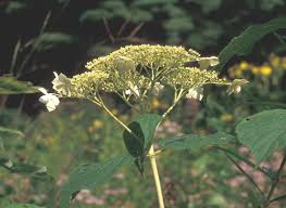 Attēlu rezultāti vaicājumam “Hydrangea arborescens flower”
