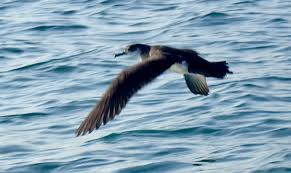 Image result for Puffinus puffinus