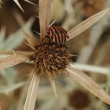 Attēlu rezultāti vaicājumam “Eurydema oleracea imago”