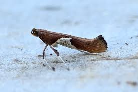 Attēlu rezultāti vaicājumam “Caloptilia stigmatella”