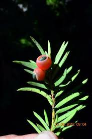 Attēlu rezultāti vaicājumam “Taxus wallichiana”