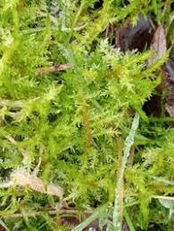 Attēlu rezultāti vaicājumam “Calliergonella cuspidata”