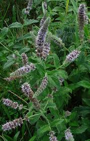 Attēlu rezultāti vaicājumam “Mentha spicata flower”