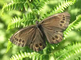Attēlu rezultāti vaicājumam “Lopinga achine upperside”